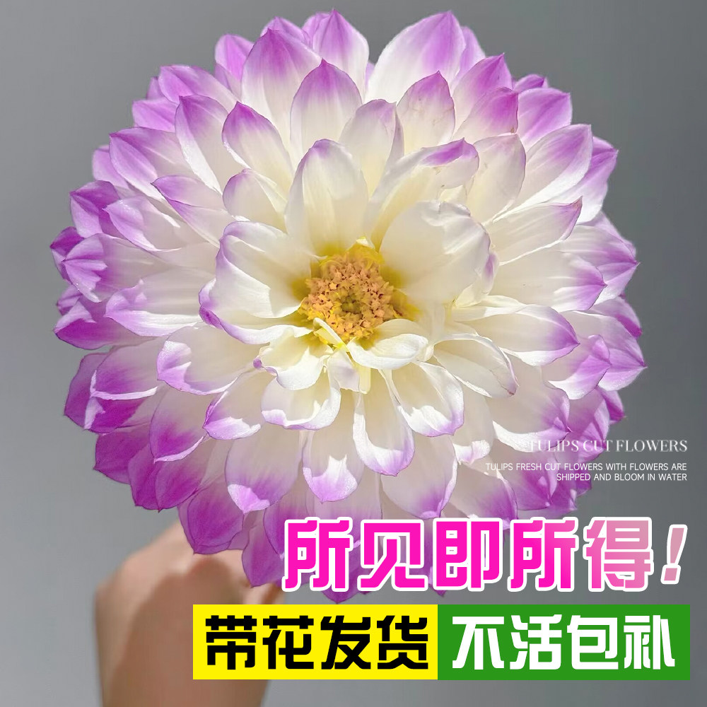 大丽花盆栽带花苞种球根花图片