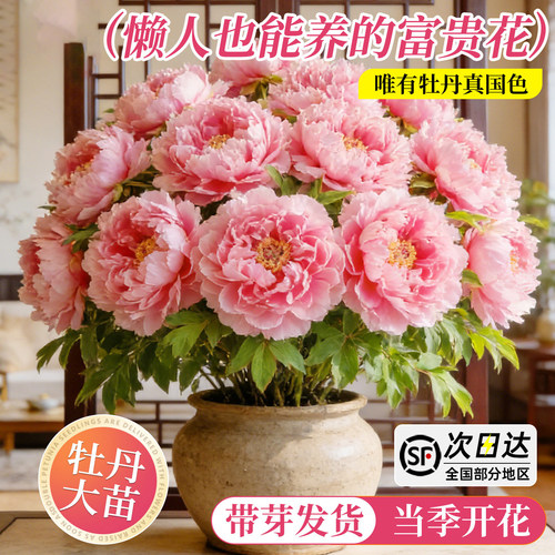 牡丹花卉盆栽带花芽苞特大号洛阳
