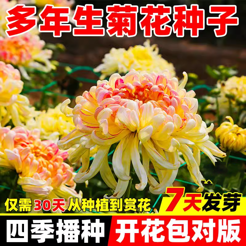 菊花种子四季开花易活九月菊乒乓菊金盏菊花种籽阳台庭院盆栽花苗
