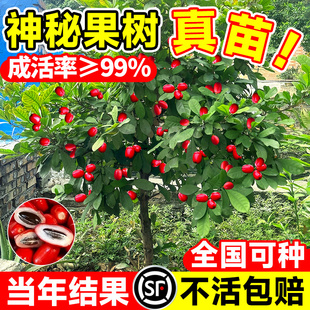 正宗神秘果树苗盆栽地栽变味果酸变甜庭院南方北方四季种植营养杯