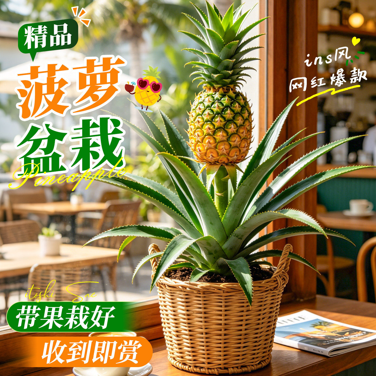 带果菠萝盆栽绿植凤梨绿植热带植