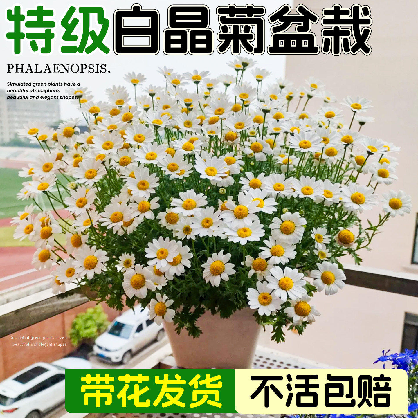 白晶菊盆栽菊花玛格丽特阳台庭院绿植花卉四季好养活室内开花植物,鲜花速递/花卉仿真/绿植园艺,时令草本花卉,淘宝优惠券,粉丝福利购,淘宝优惠卷