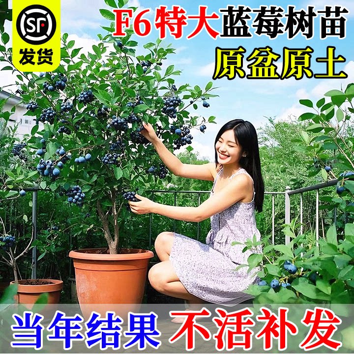 蓝莓树苗带果盆栽全国可种盆栽果树四季好养庭院地栽特大水果树苗