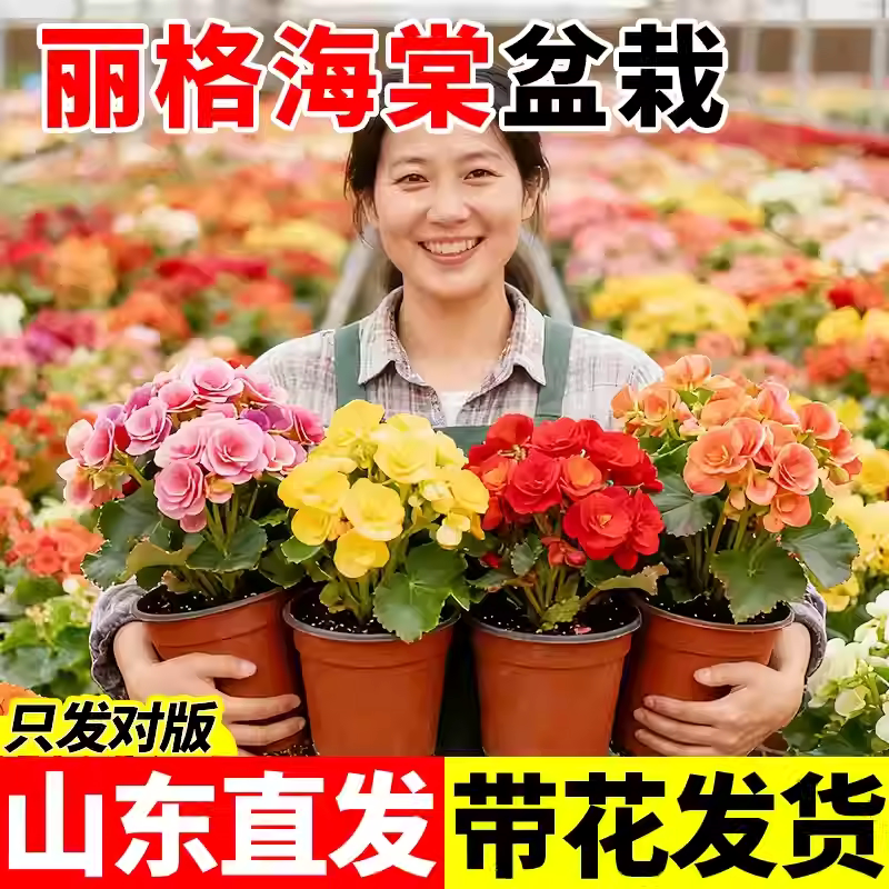 丽格海棠花重瓣大花盆栽带花苞开图片