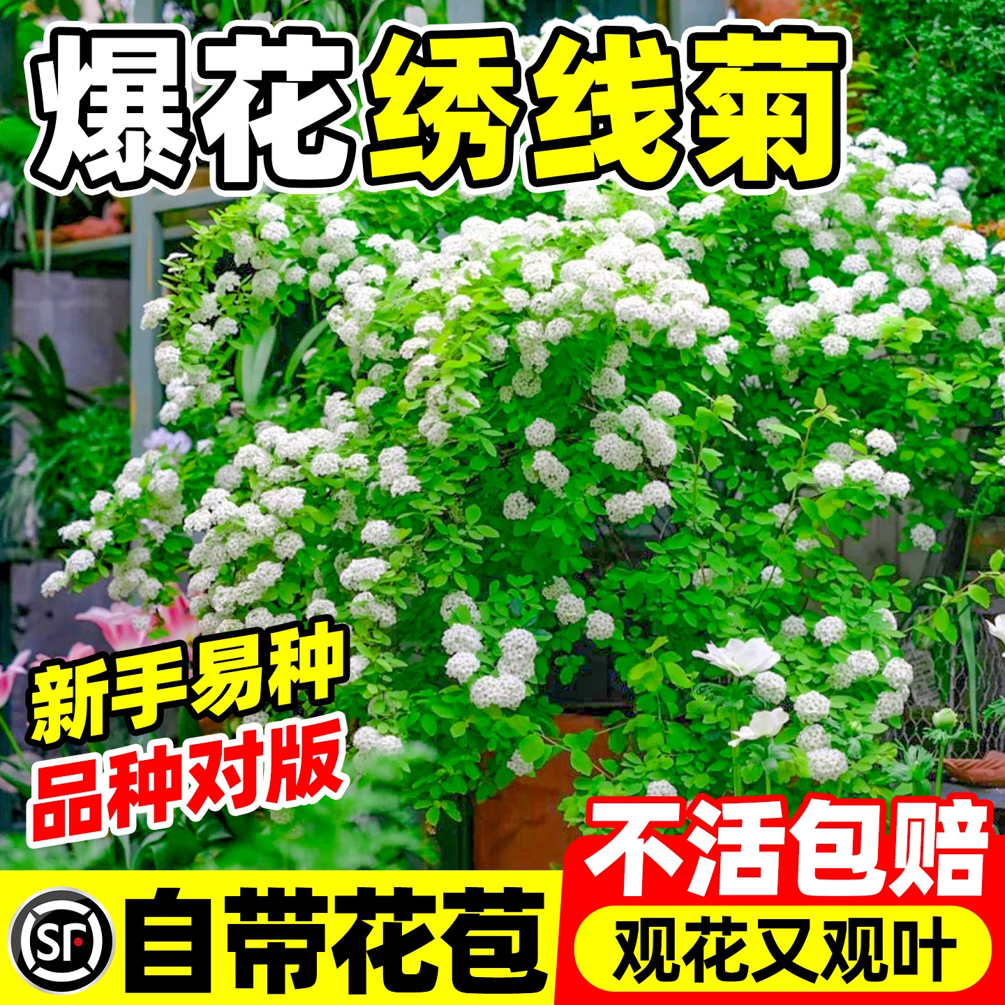 绣线菊黄金喷泉樱花喷雪花树苗雪图片