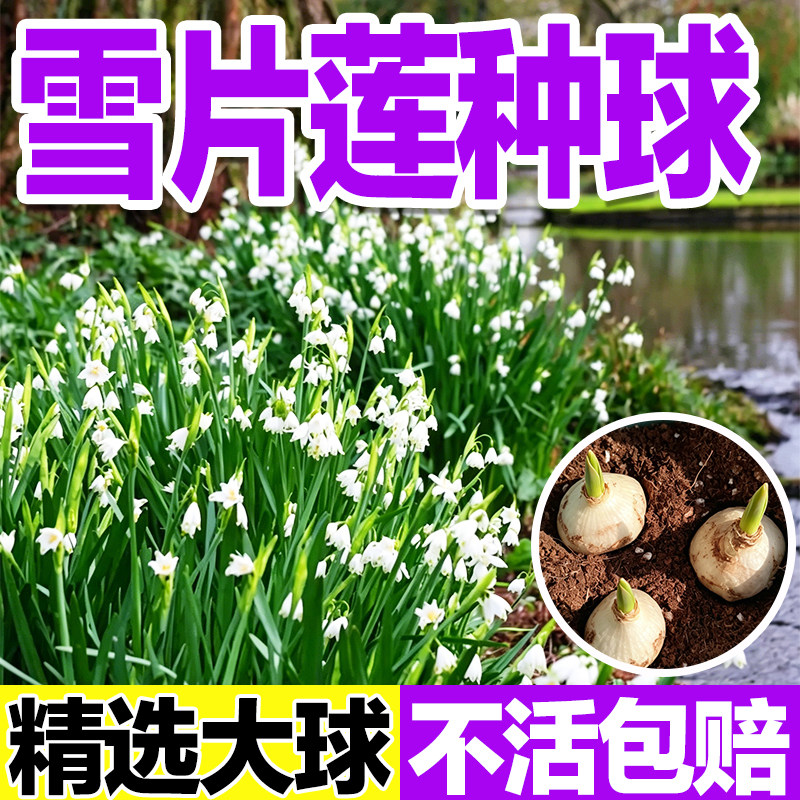 雪片莲种球超耐寒进口大球室外过图片