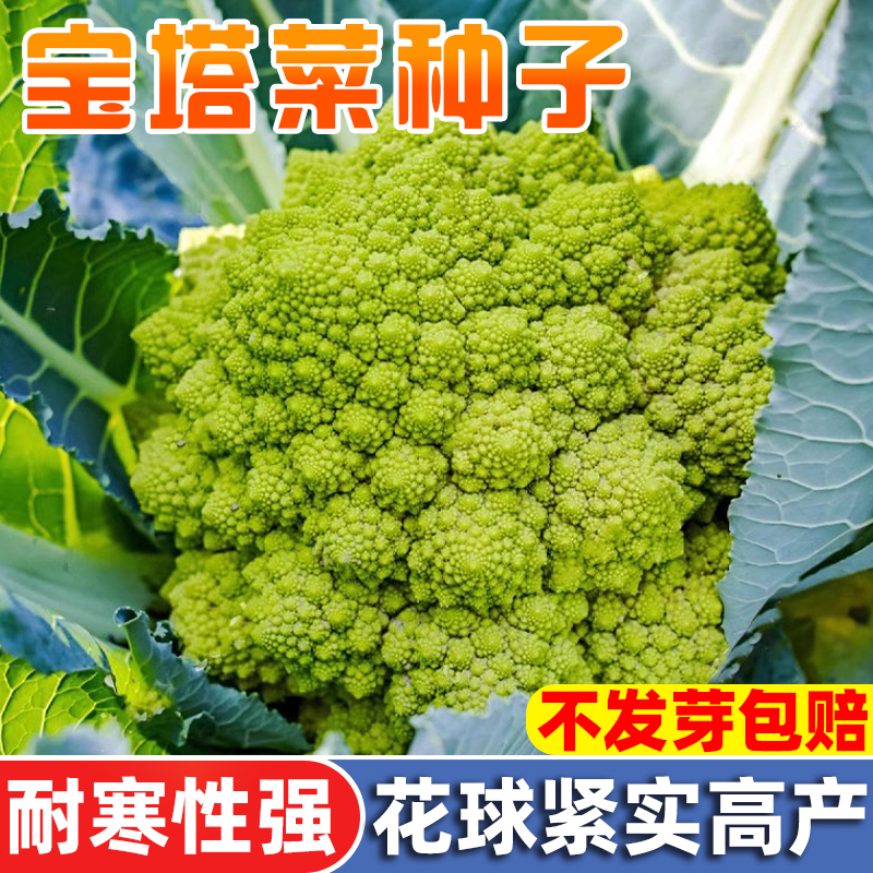 罗马宝塔菜种子高产花椰