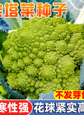 罗马宝塔菜种子高产花椰