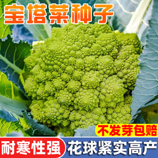 宝塔菜种子籽种籽花椰菜秋季特色花菜种子菜种籽子四季种蔬菜种孑