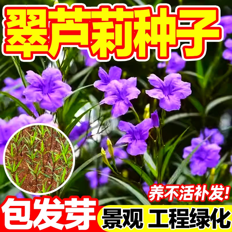 翠芦莉种子阳台庭院开花植物兰花草耐热花期长多年生宿根花卉种籽