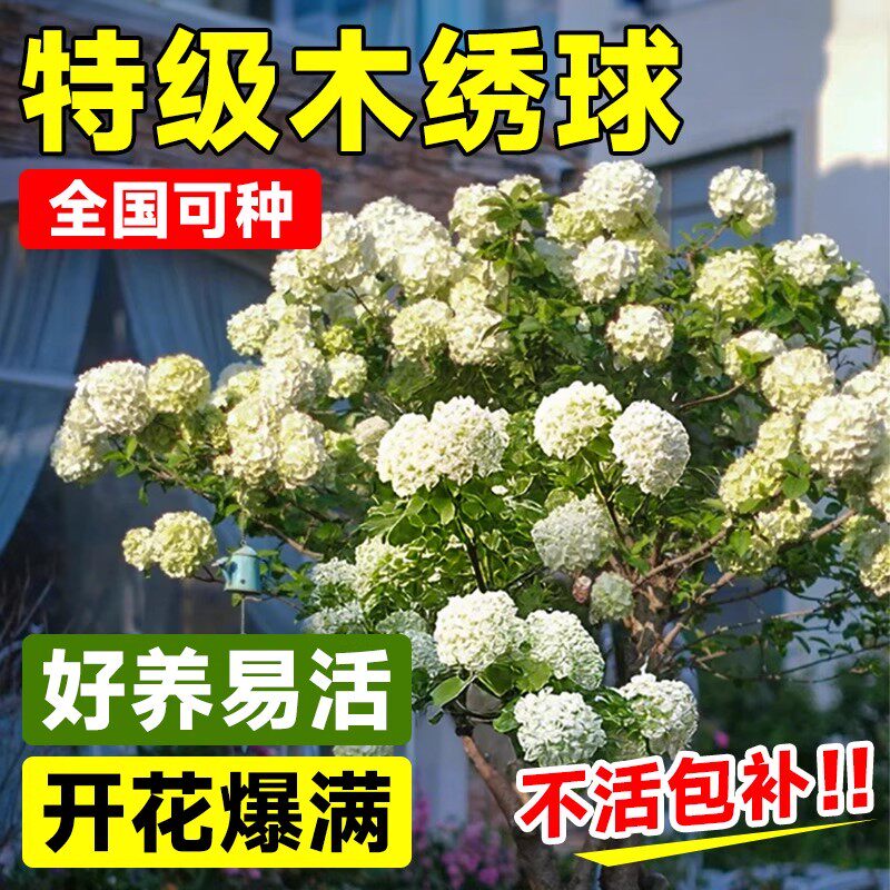 欧洲木绣球花苗盆栽带花四季阳台图片