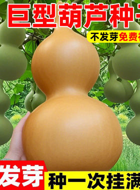 特大巨型葫芦种子文玩爬藤植物