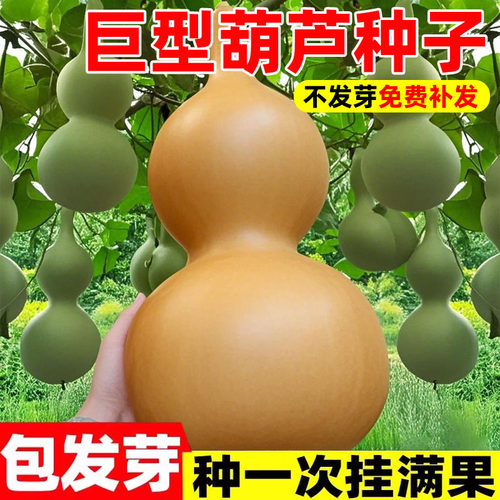 特大巨型葫芦种子文玩爬藤植物