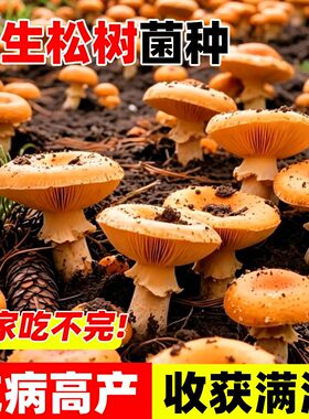 野生松树菌种乌枞菌包高产优质菌