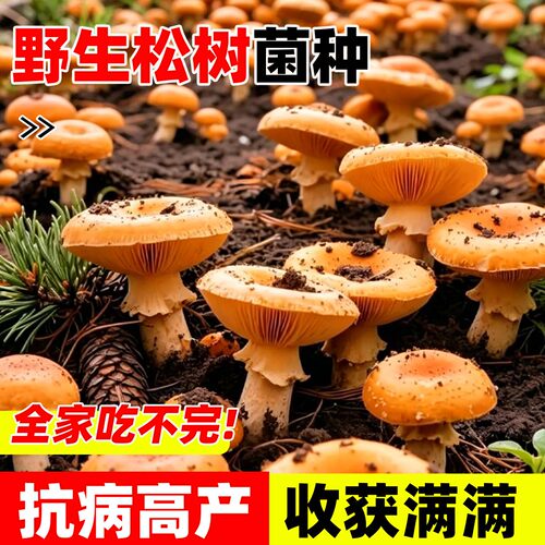 野生松树菌种乌枞菌包高产优质菌