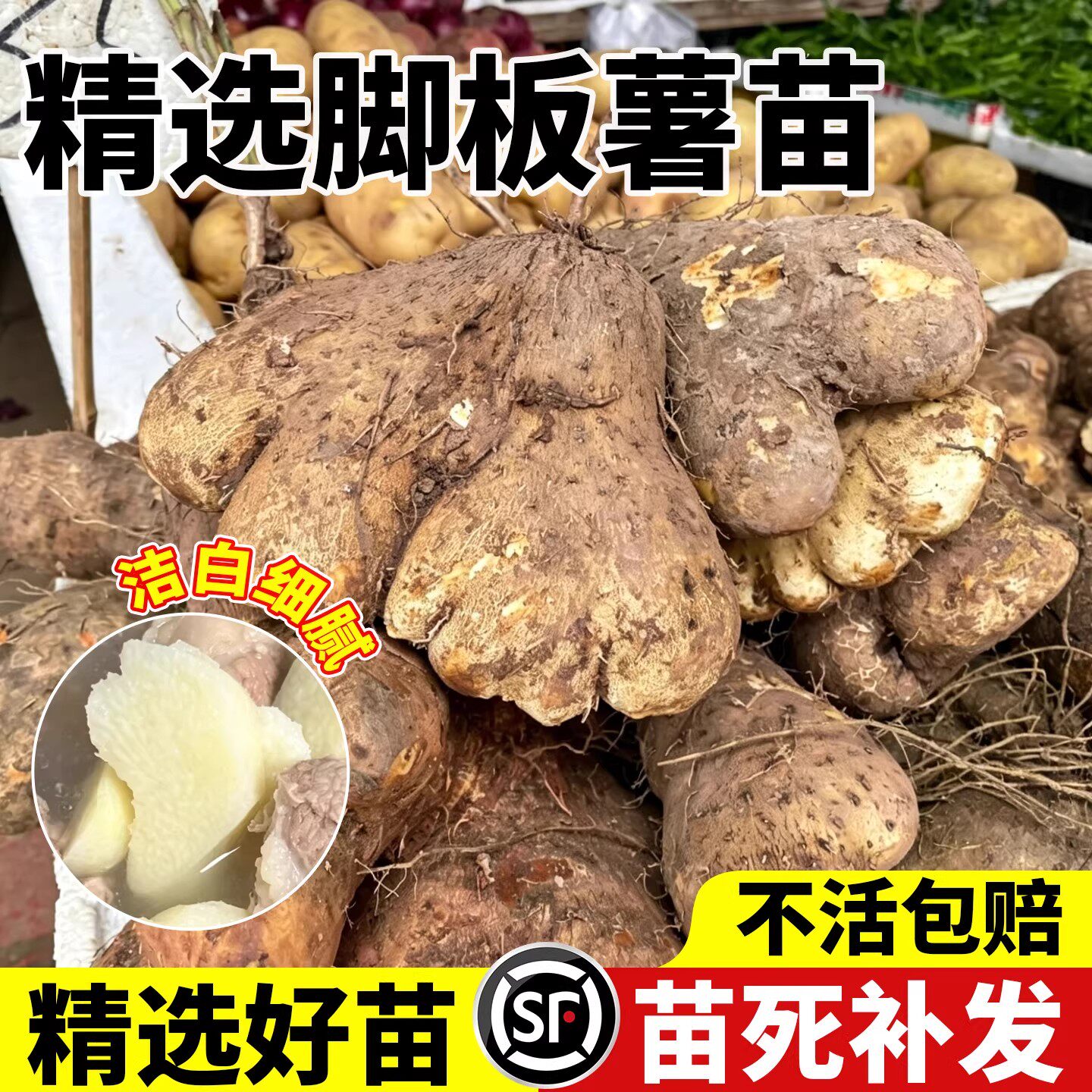 高产紫脚板薯种苗紫山药种紫毛薯铁棍山药种子种大薯脚板薯种根块