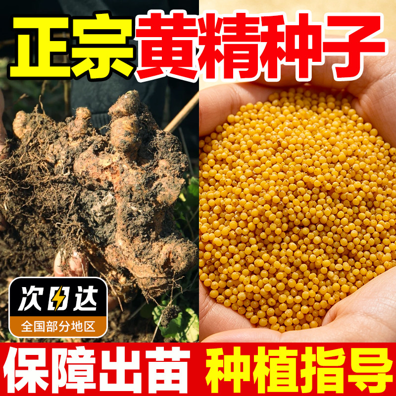 鸡头多花药材黄精种籽野生高产易图片