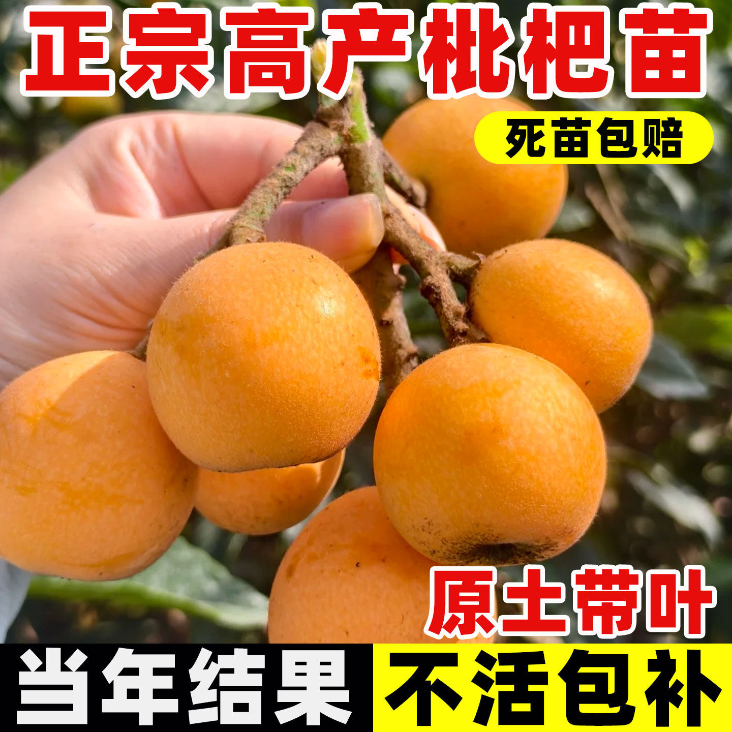 枇杷果苗无核砂糖大五星四季种植