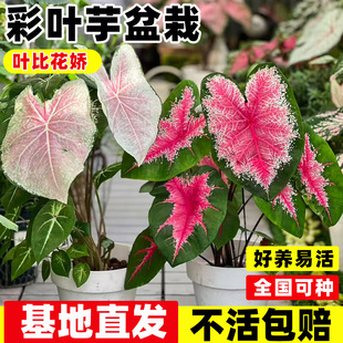 彩叶芋盆栽室内桌面花卉四季好养甜心白色恋人粉色和声芋类绿植物