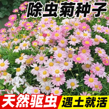 除虫菊花种籽子驱蚊草植物薄荷虞美人四季播种开花卉草种子太阳花