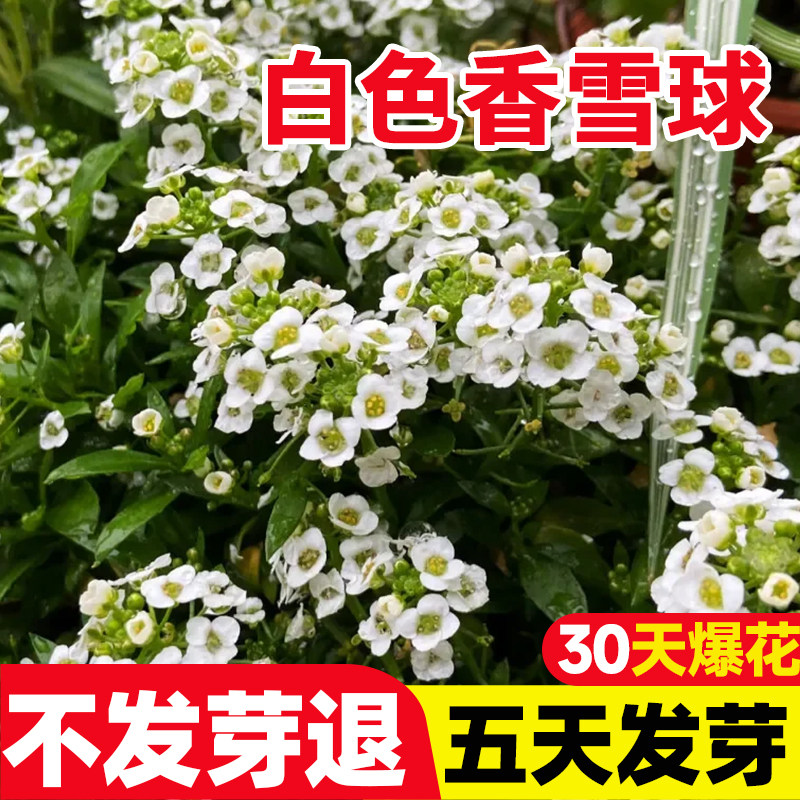 白色香雪球种子四季开花庭院阳台图片
