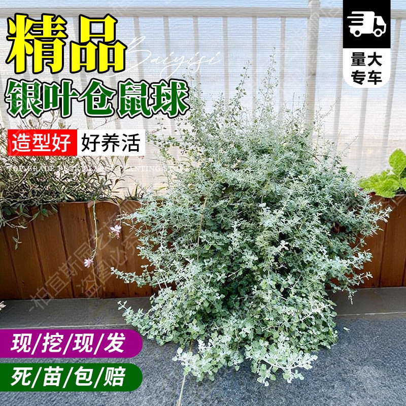 银叶仓鼠盆栽银灰色花多年生耐热