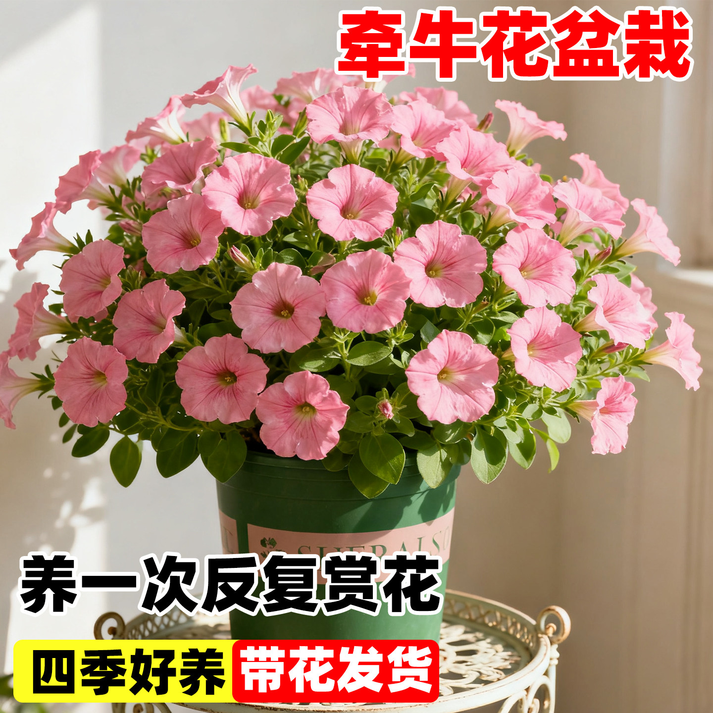 矮牵牛花苗盆栽带花苞阳台垂吊