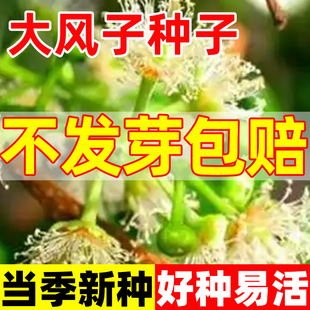 大风子种子中药材大枫子仁麻风子种籽孑四季种植易成活多年生树苗