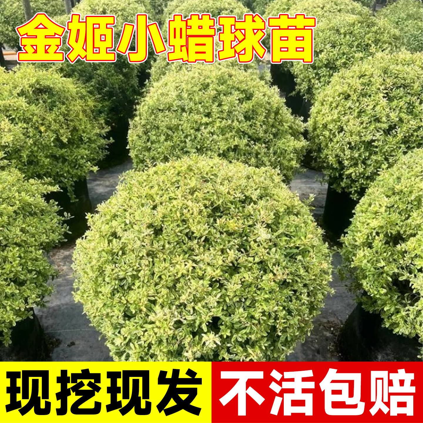 金姬小蜡球盆栽多年生银姬小