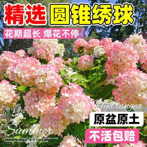 圆锥绣球石灰灯木绣球花香草草莓花园大苗耐寒阳台庭院植物