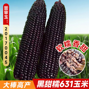 黑甜糯631黑糯玉米种子紫水果大棒甜玉米种籽四季春种孑甜糯米种