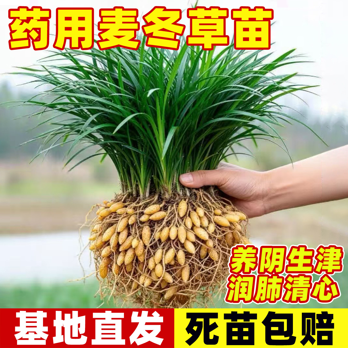 药用麦冬草苗药用麦冬种植苗块根图片