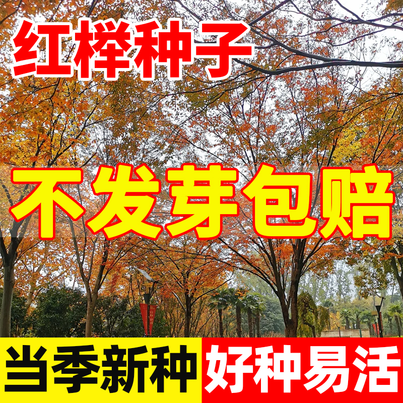 红榉树种子榉树种子别墅风景北方耐寒路边庭院大型大叶青榉树种子