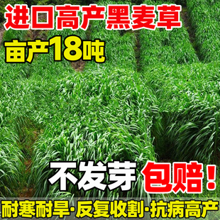 黑麦草子种种籽多年生牧草种孑耐寒畜牧养殖草种喂猪牛羊鱼草四季