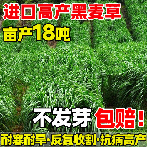 黑麦草子种种籽多年生牧草种孑耐