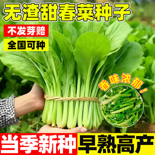 无渣甜春菜种子小白菜种籽四季播种阳台盆栽农家菜园庭院蔬菜种孑