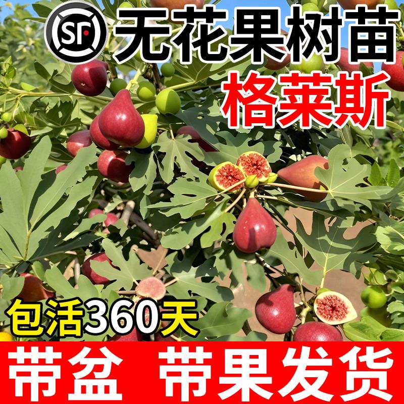 无花果格莱斯树苗盆栽树苗波姬红