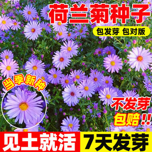 荷兰菊紫菀种子多年生宿根花卉花种孑春秋播种阳台庭院耐寒花种籽