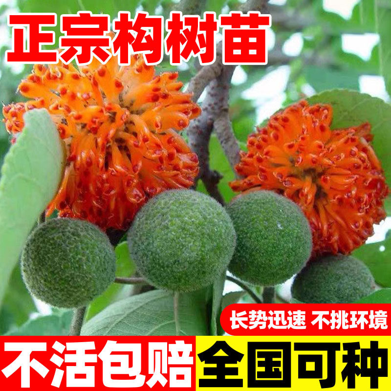 构树苗禇树苗构树小苗绿化造林构树叶饲养饲料构树苗荒山矿山绿化