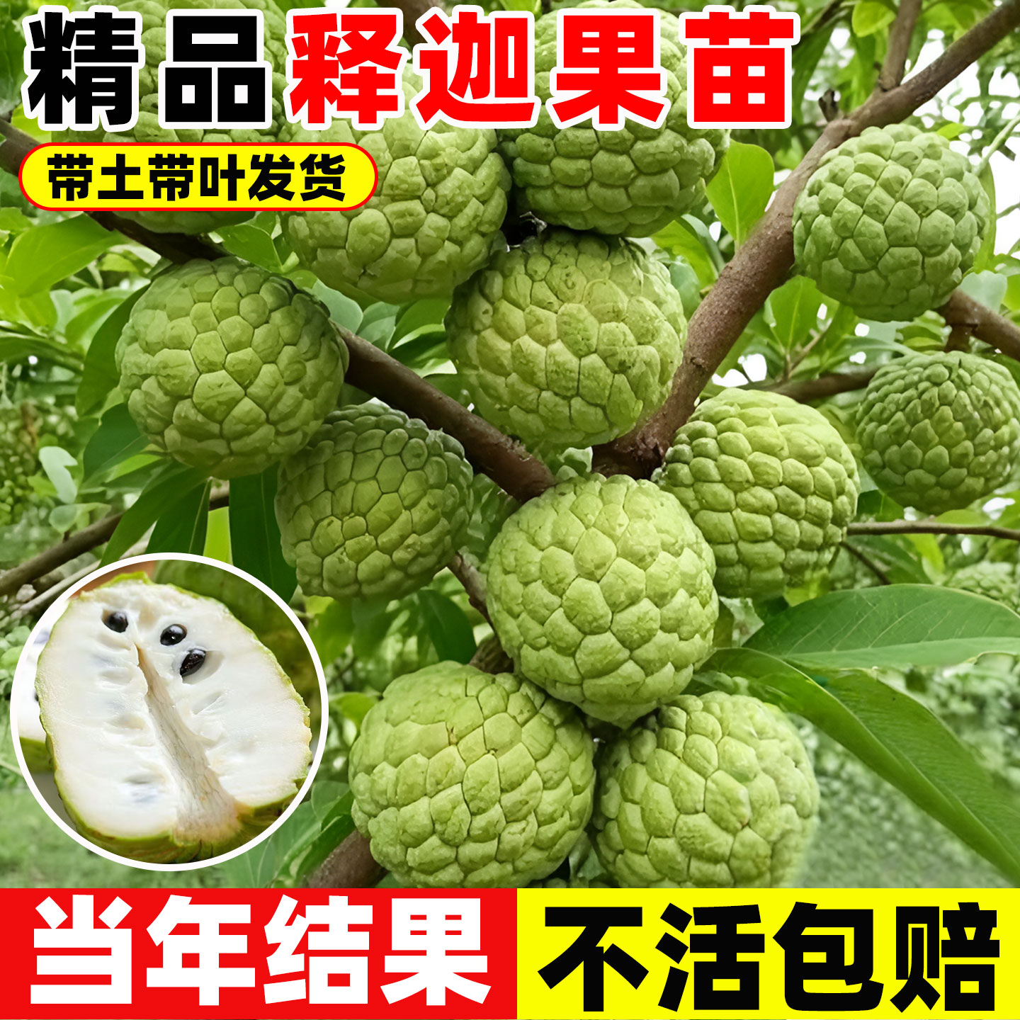 释迦果苗果树南方种植带果图片