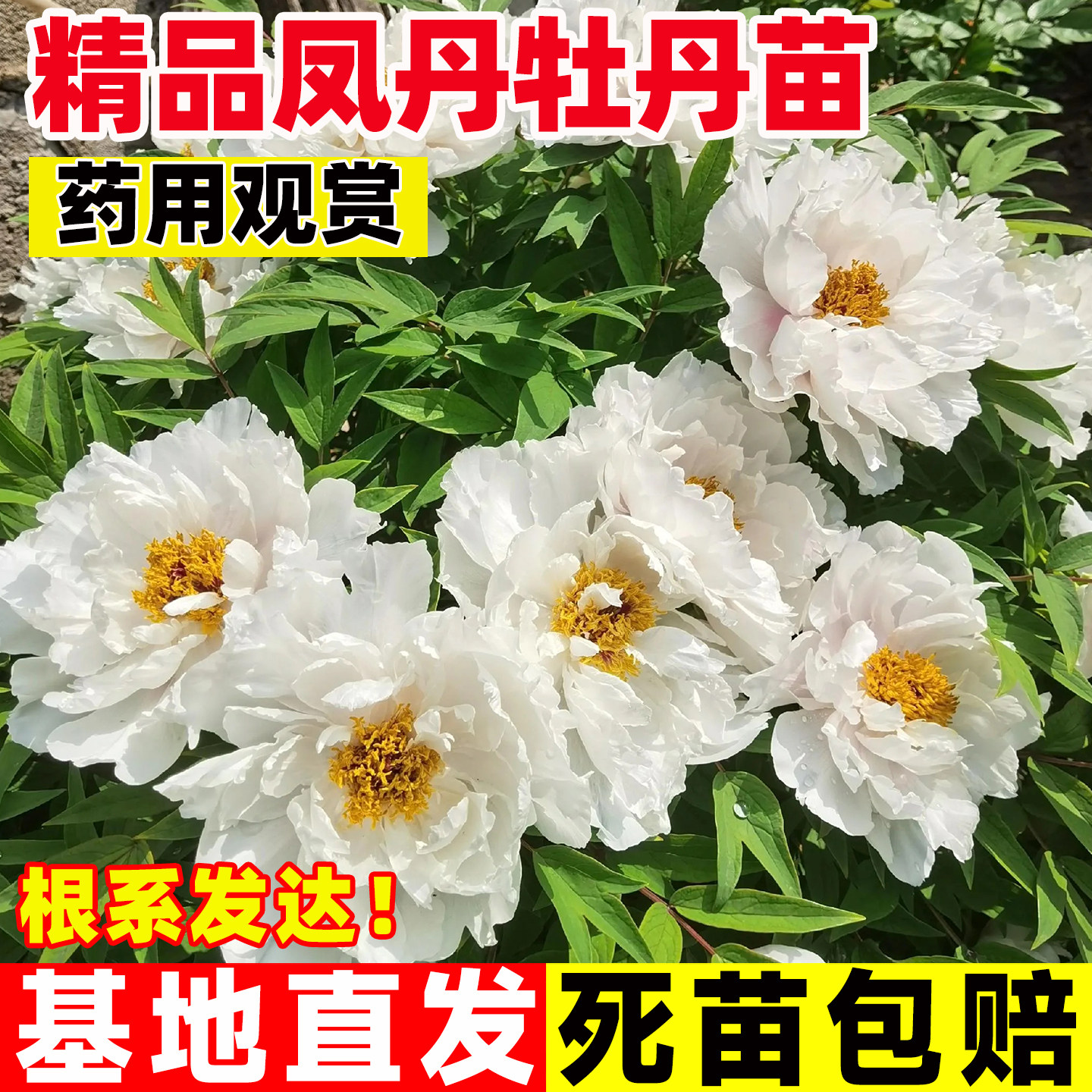 凤丹牡丹种苗油用牡丹阳台庭院种植现挖现发基地直供药用牡丹花苗