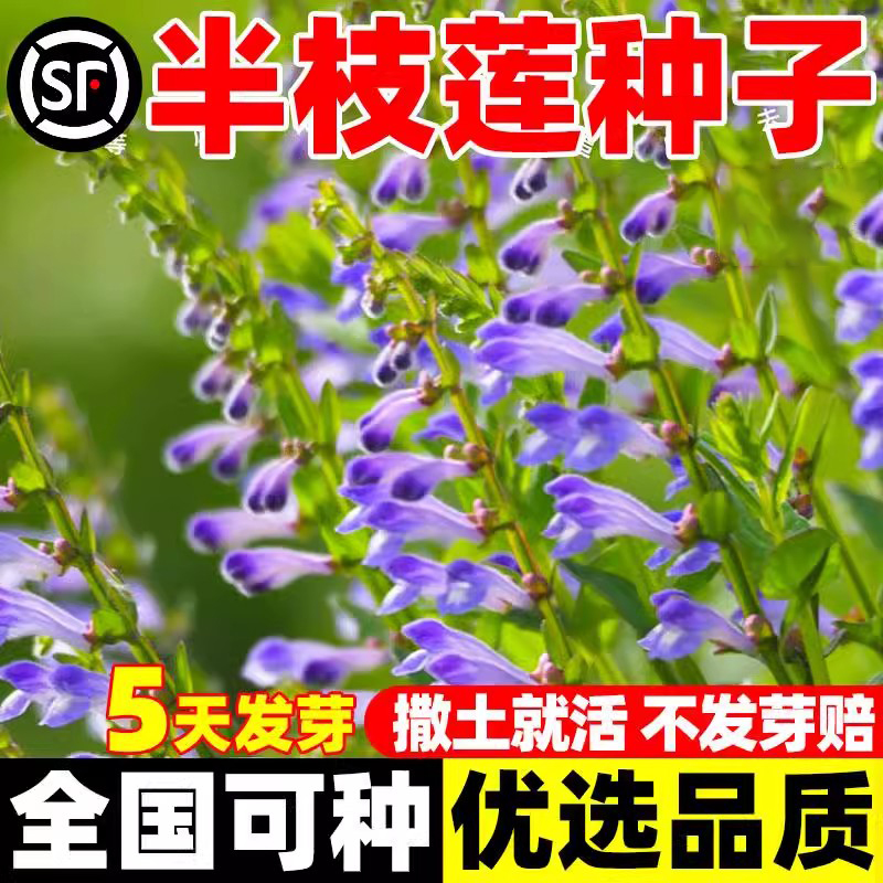 四季种植半枝莲种子阳台庭院中药