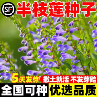 四季种植半枝莲种子阳台庭院中药材赶山鞭并头草牙刷草韩信草种籽