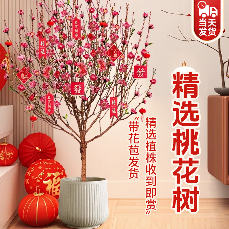 新年桃花树盆栽带花苞年宵花室内