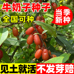 牛奶子种子中药材种子四季种植剪子果秋橄榄小叶胡颓子甜枣种籽子