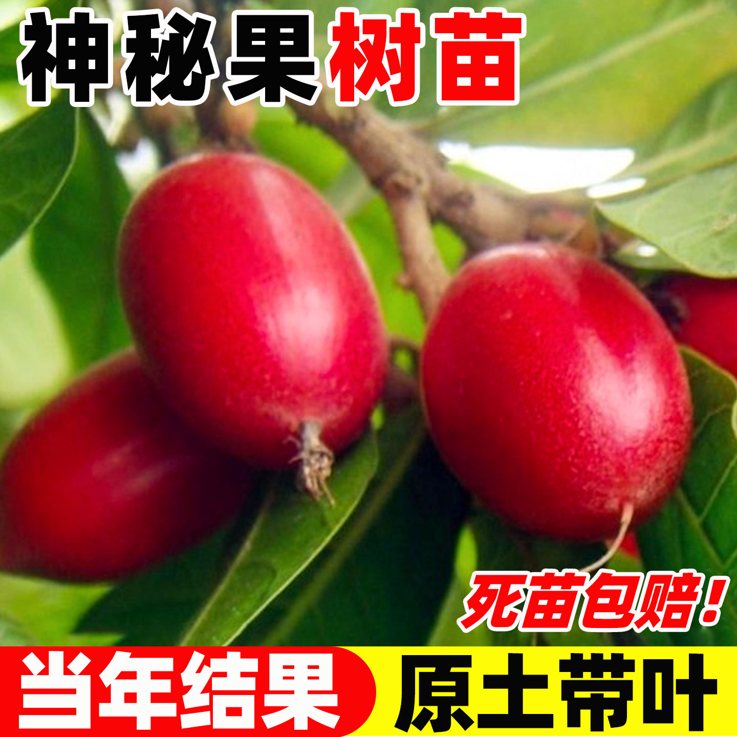 神秘果树苗盆栽云南鲜干变