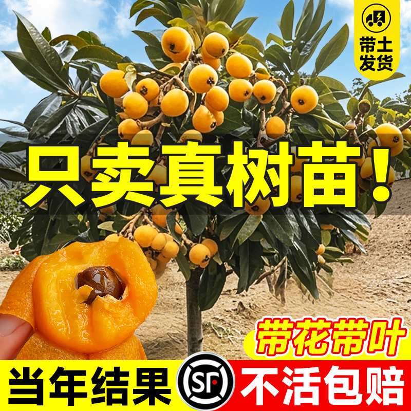 枇杷果苗无核砂糖枇杷苗庭院种植当年结果特大无核枇杷树嫁接盆栽