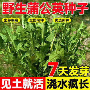 蒲公英种子食用野菜种籽子四季播种易活阳台庭院盆栽菜种孑婆婆丁