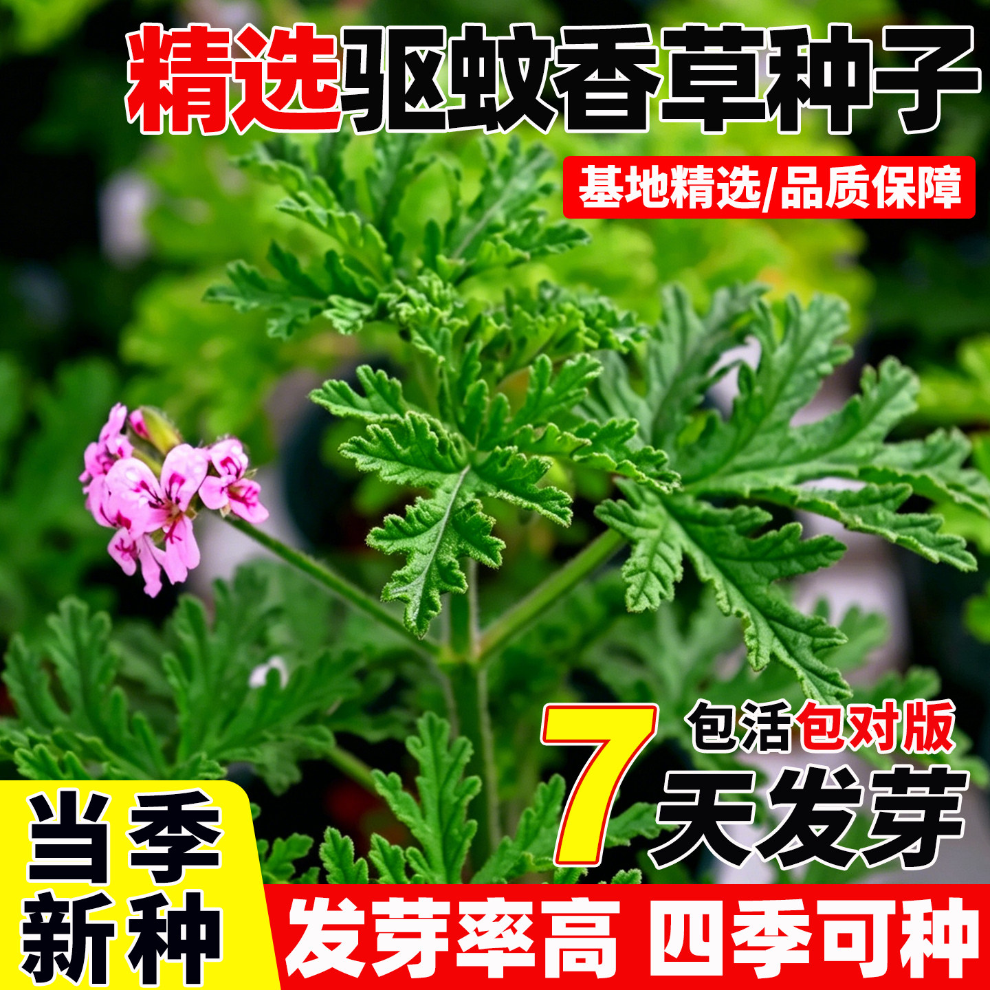 驱蚊香草种子可食用芳香菜风轮菜阳台盆栽春秋播种香叶天竺葵种籽