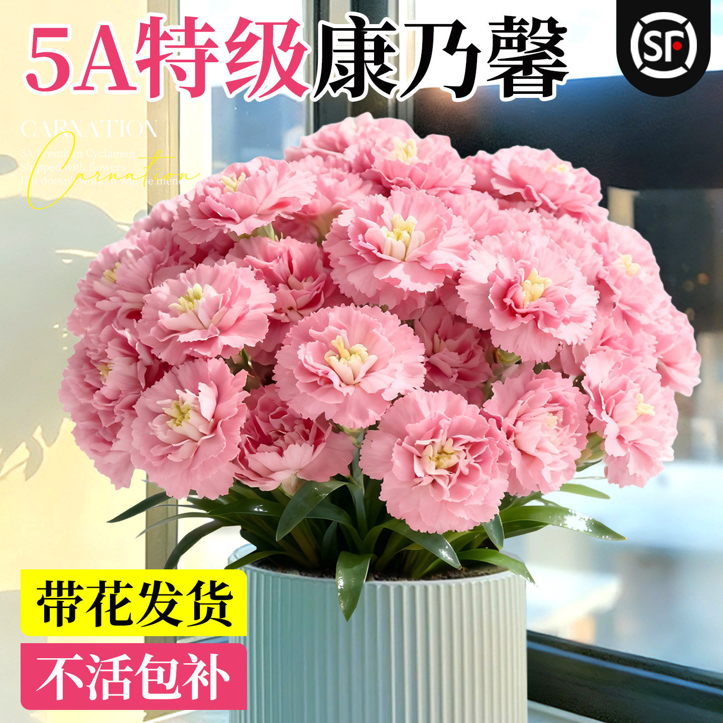 康乃馨盆栽花苗带花苞鲜花卉室内